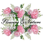 Flowers & Nature – Blumengeschäft