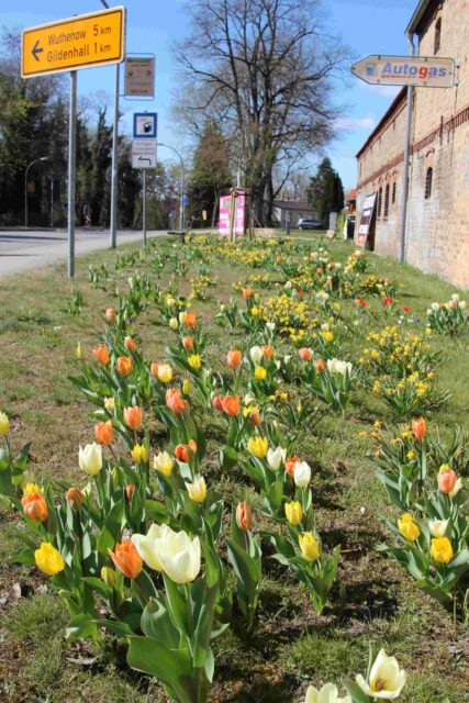 Blühstreifen in Alt Ruppin